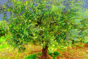 Olivenbaum im Mistral (c) Michael Kneffel